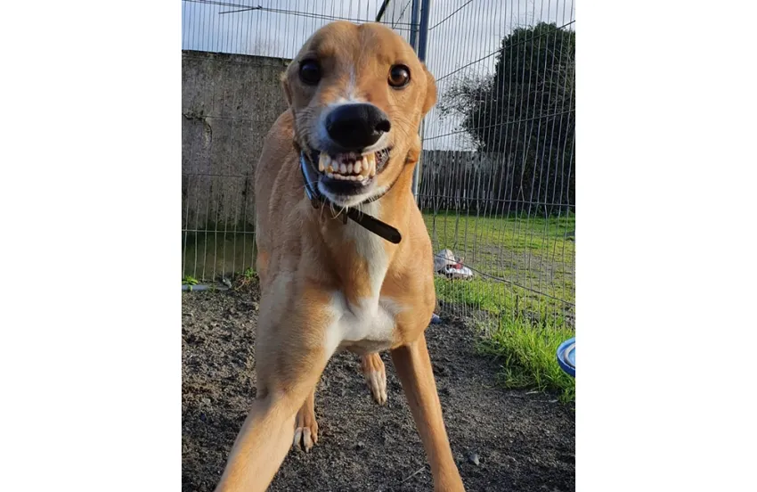 Greyhound Harry fawn