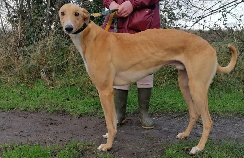 Greyhound Harry fawn