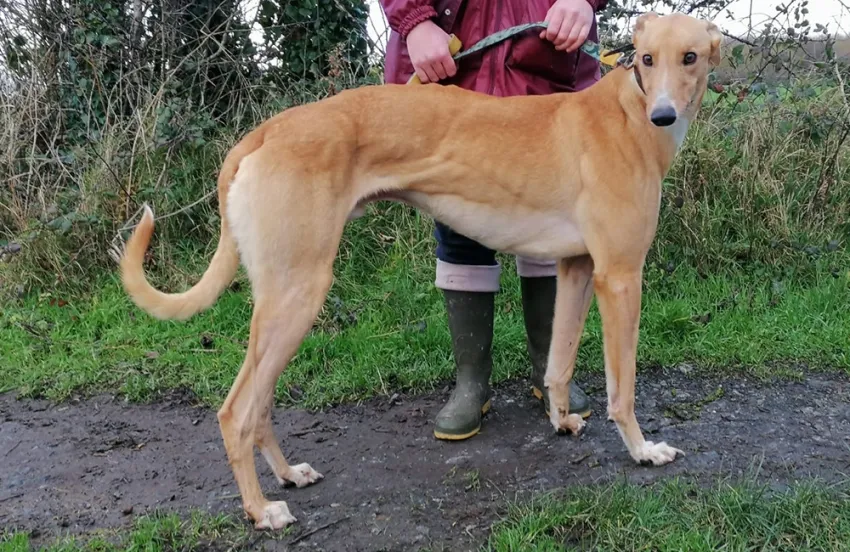 Greyhound Harry fawn