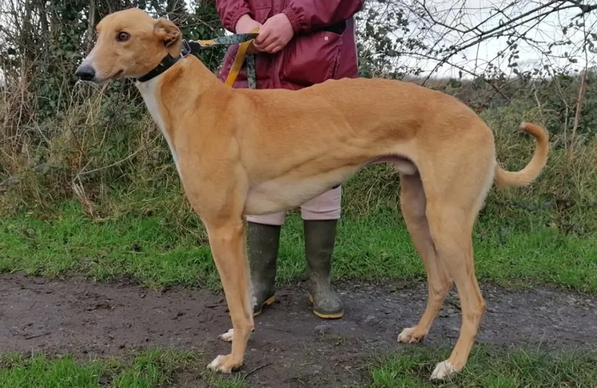 Greyhound Harry fawn