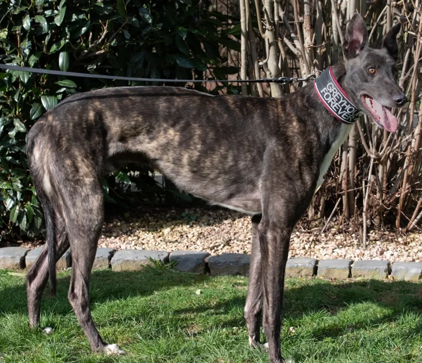 Greyhound Norman
