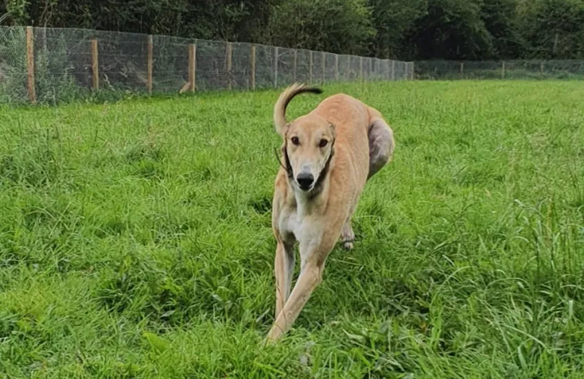 Greyhound Vinnie