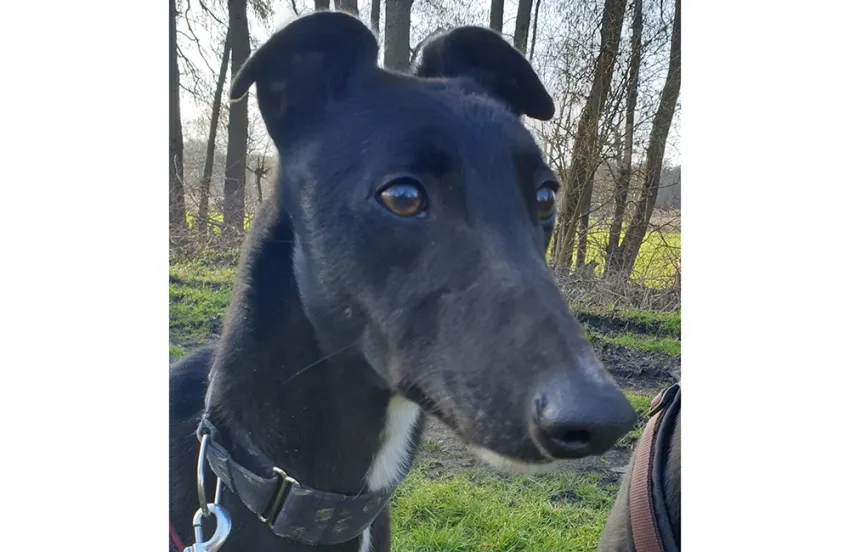 Greyhound Bruno