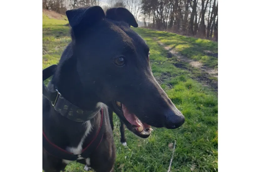 Greyhound Bruno