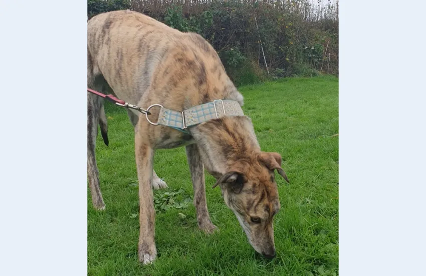 Greyhound Lana brindle
