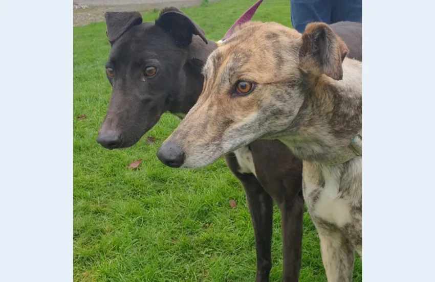 Greyhound Lana brindle