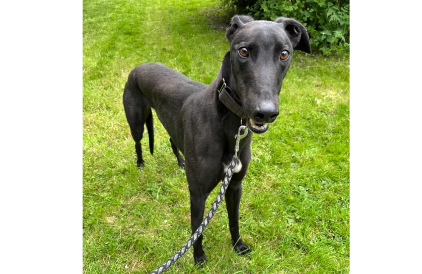 Greyhound Billy