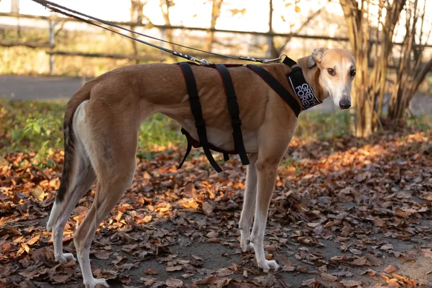 Greyhound Dixie fawn
