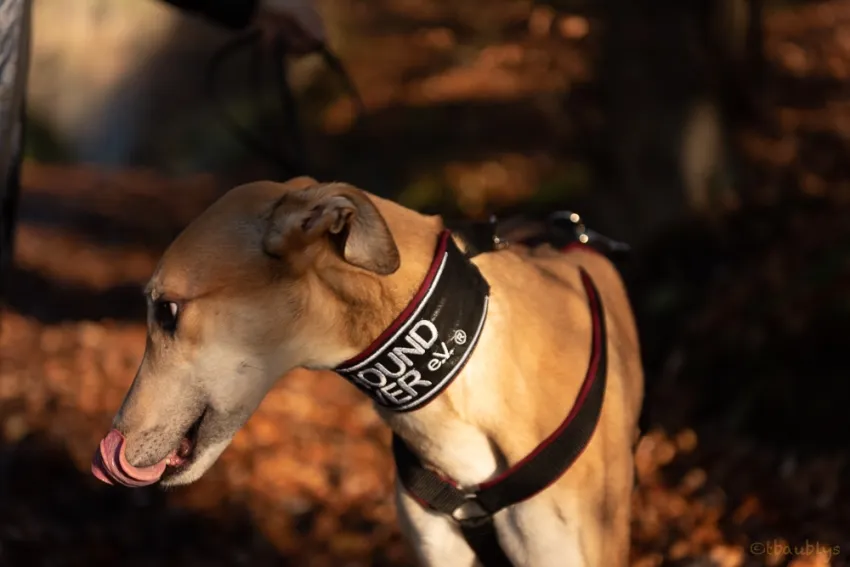 Greyhound Dixie fawn