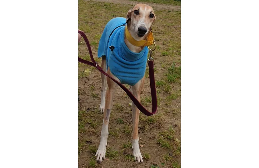 Greyhound Dixie fawn