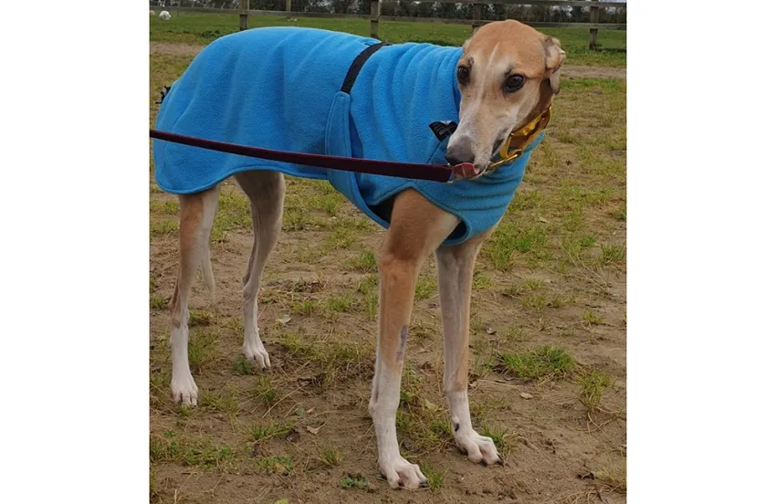 Greyhound Dixie fawn