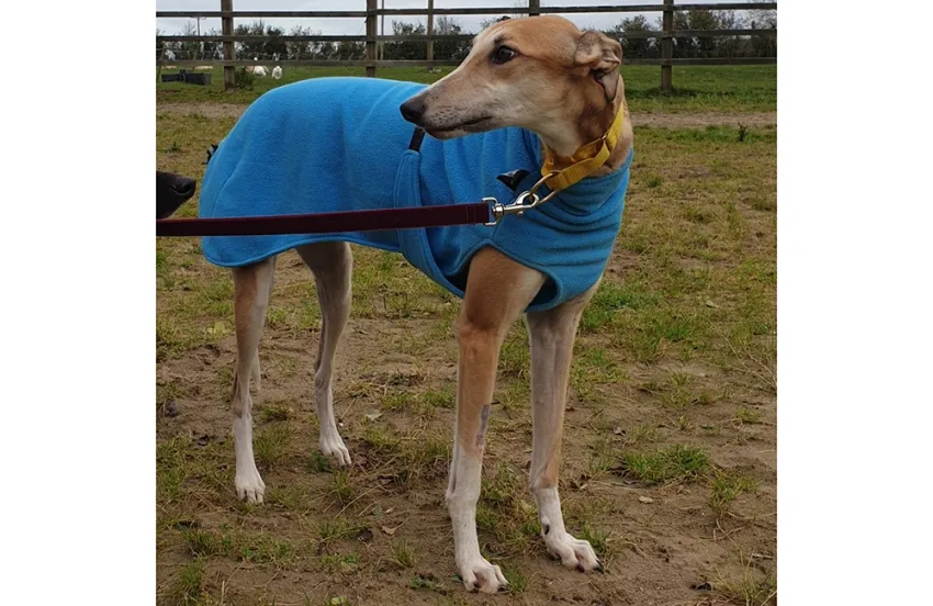 Greyhound Dixie fawn