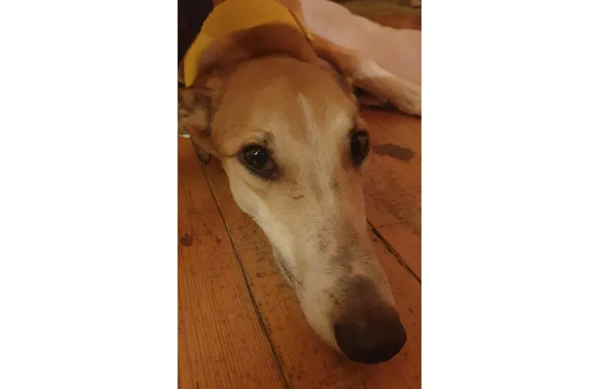 Greyhound Dixie fawn