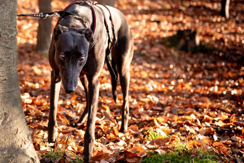 Greyhound Sheba