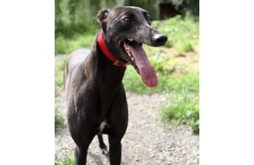 Greyhound Sheba