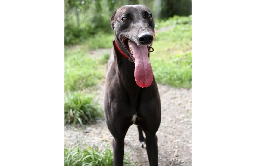 Greyhound Sheba