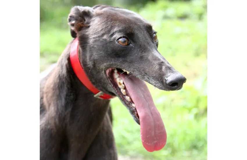 Greyhound Sheba