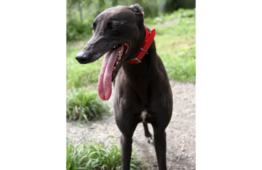 Greyhound Sheba