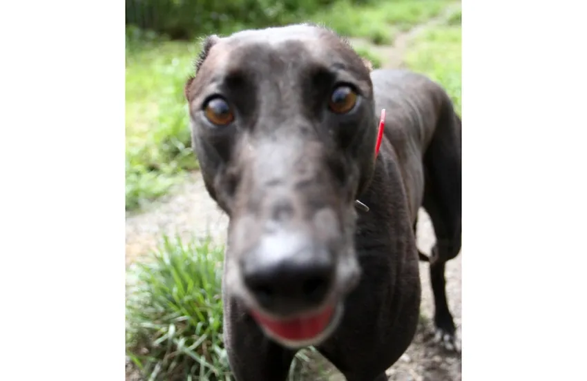 Greyhound Sheba