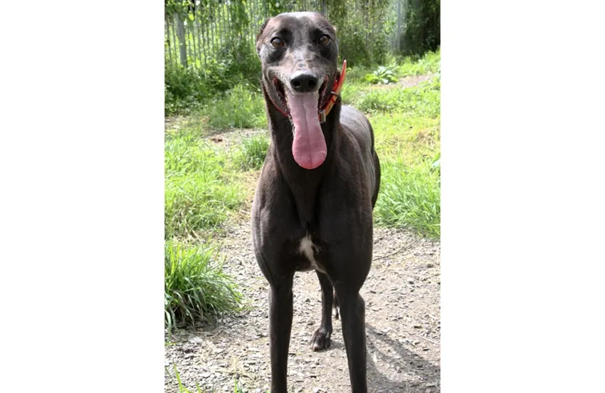 Greyhound Sheba