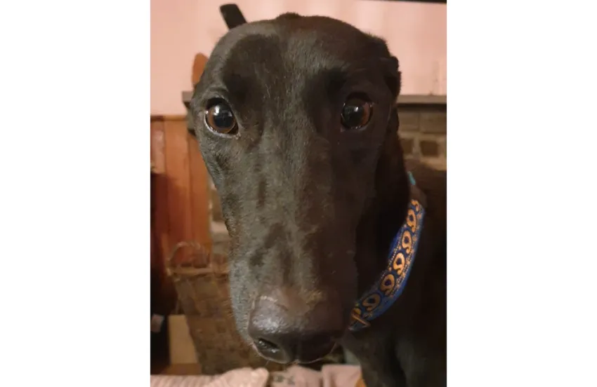 Greyhound Lars