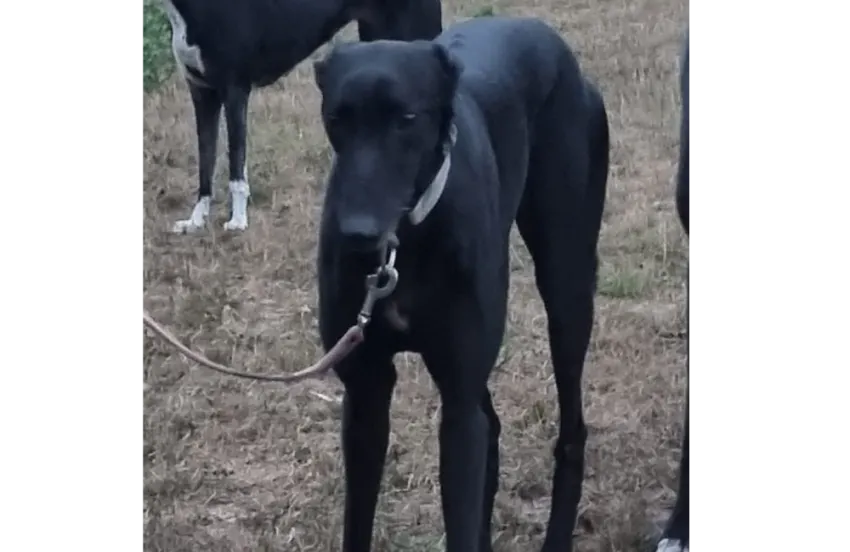 Greyhound Wyatt
