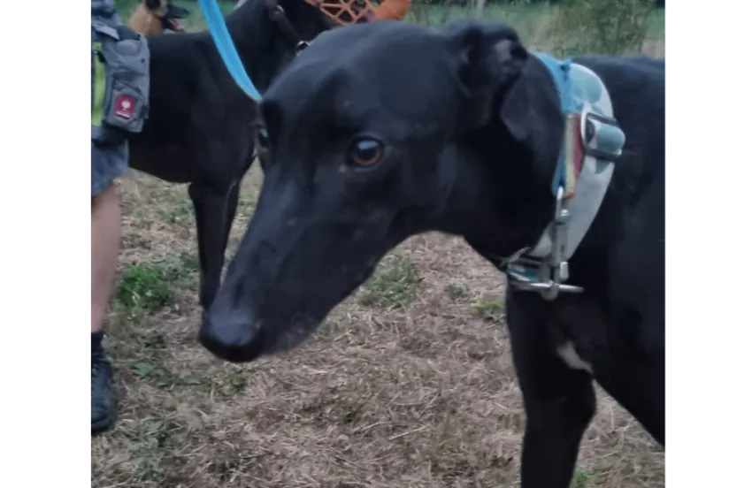 Greyhound Wyatt