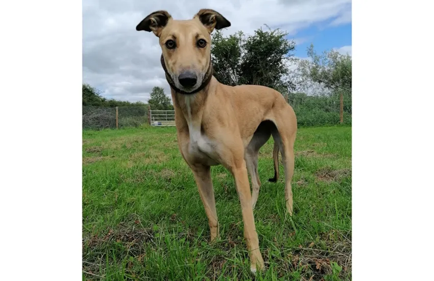 Greyhound Lola