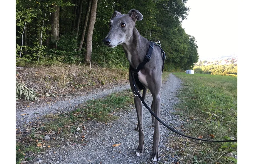 Greyhound Beau