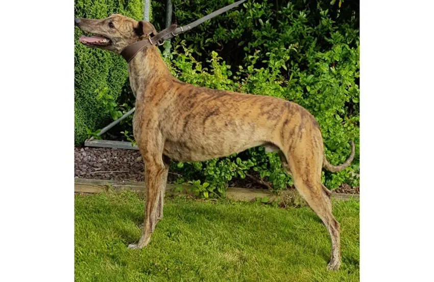 Greyhound Lucas