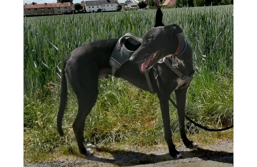 Greyhound Conner
