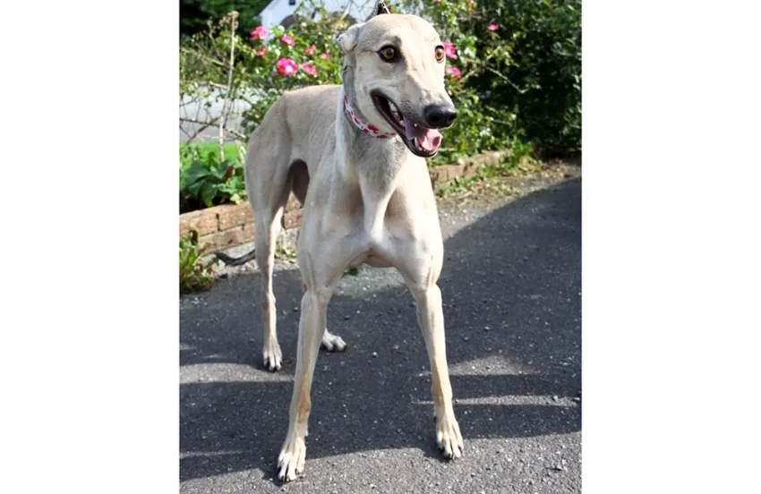 Greyhound Oakley fawn