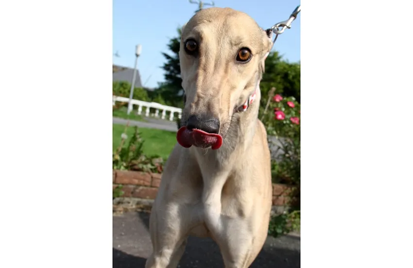 Greyhound Oakley fawn