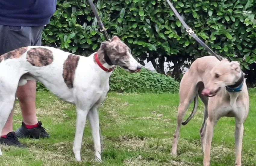 Greyhound Oakley fawn