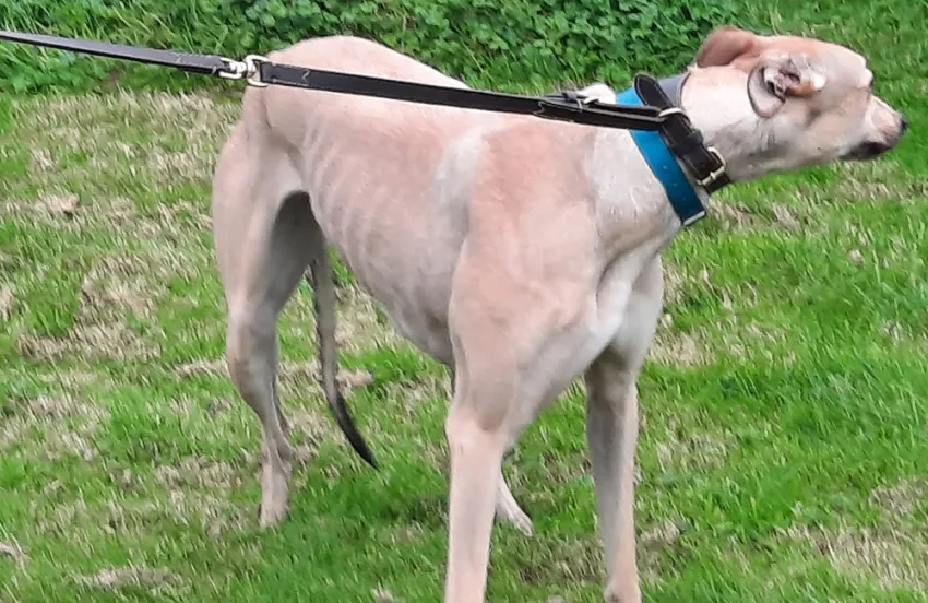 Greyhound Oakley fawn