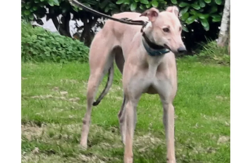 Greyhound Oakley fawn