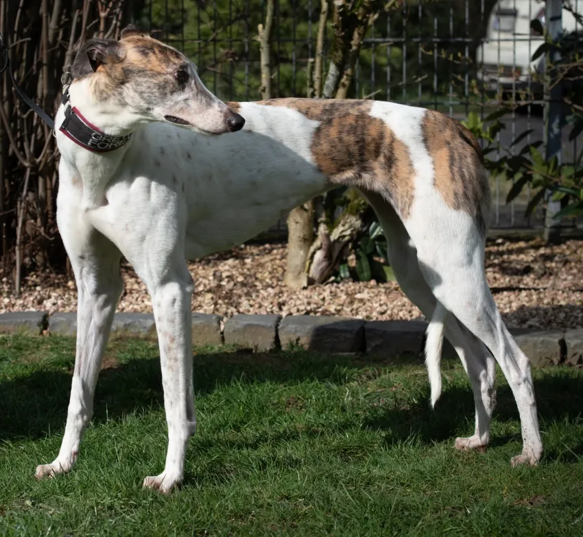Greyhound Sally