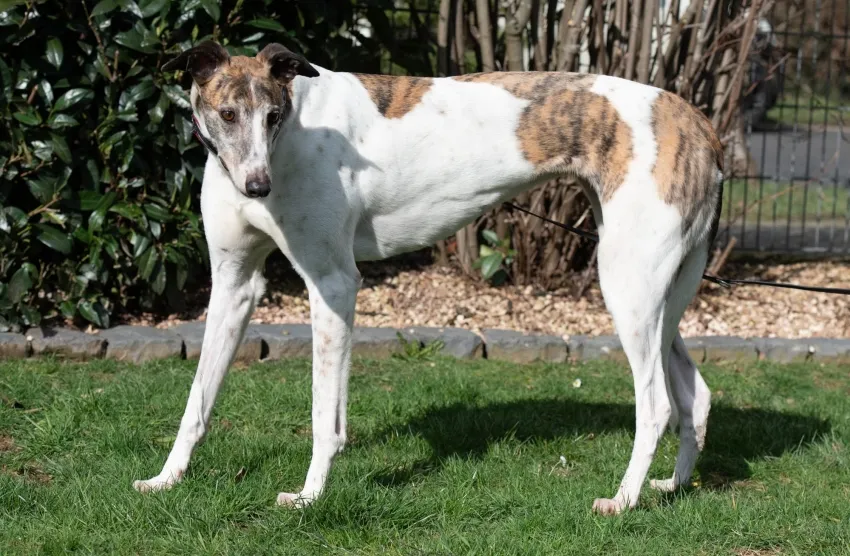 Greyhound Sally