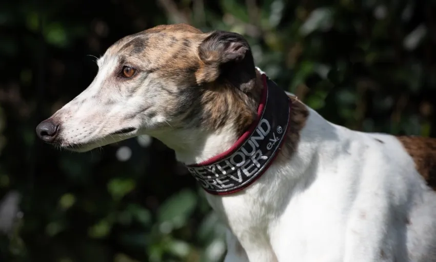 Greyhound Sally
