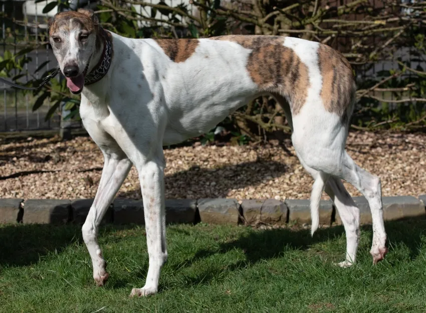 Greyhound Sally