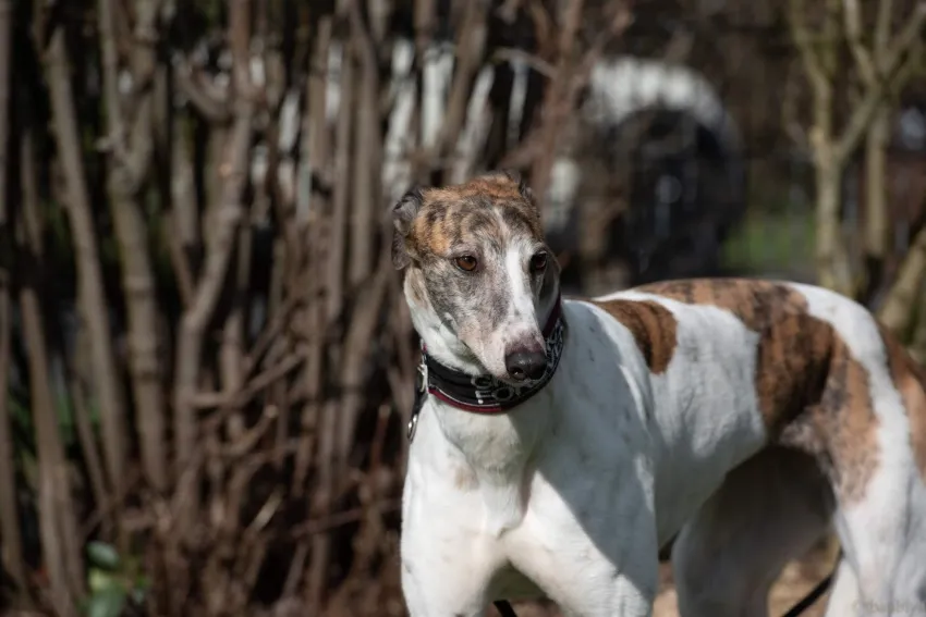 Greyhound Sally