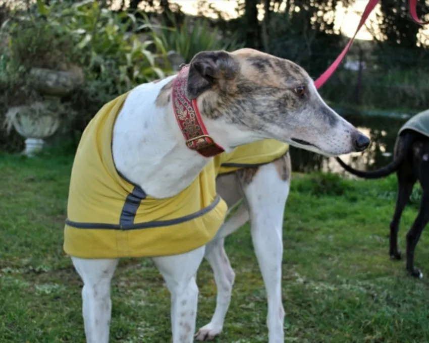 Greyhound Sally