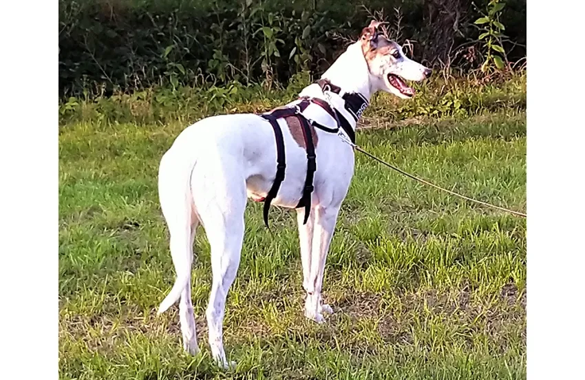 Greyhound Matilda