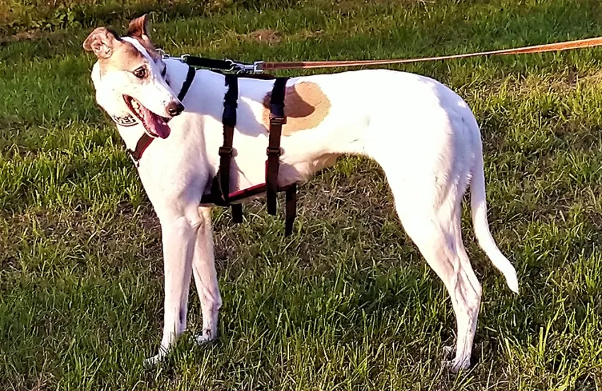 Greyhound Matilda