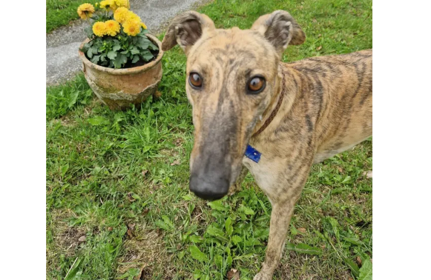 Greyhound Ruby