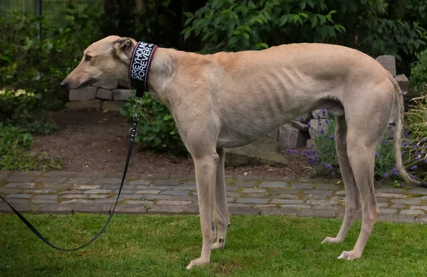 Greyhound Charlie (fawn)