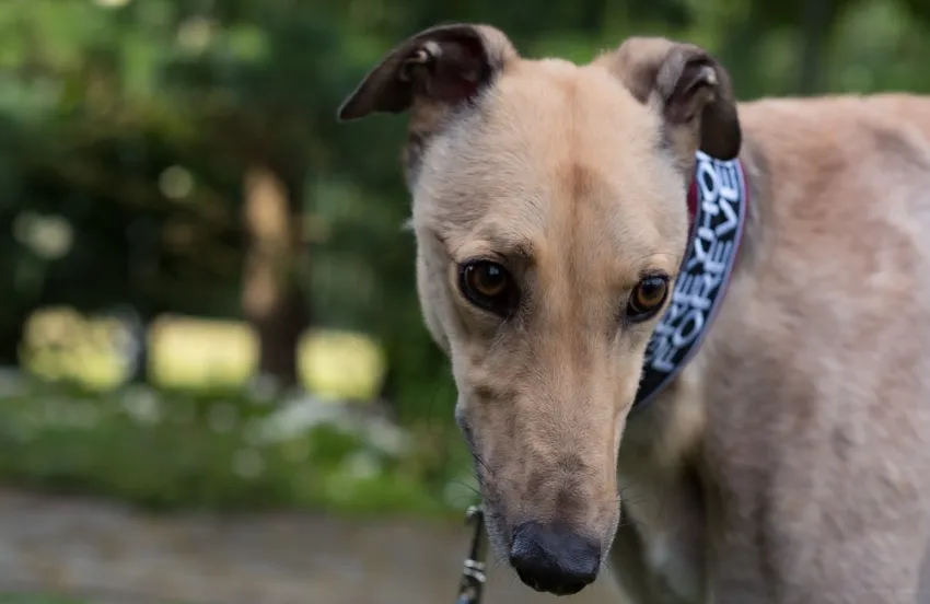 Greyhound Charlie (fawn)