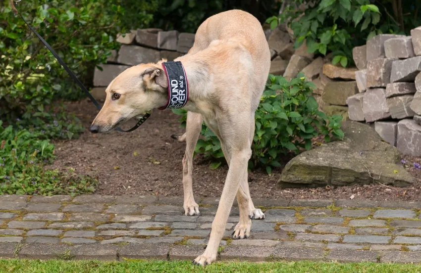 Greyhound Charlie (fawn)