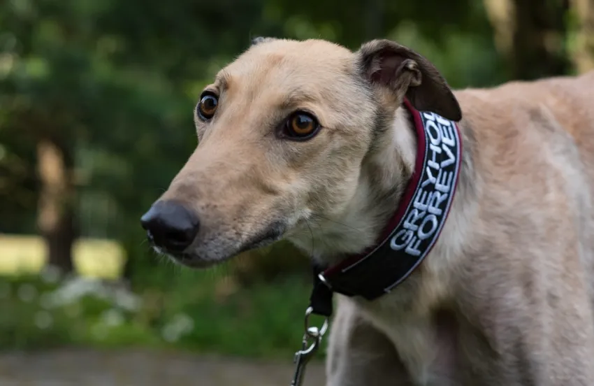 Greyhound Charlie (fawn)