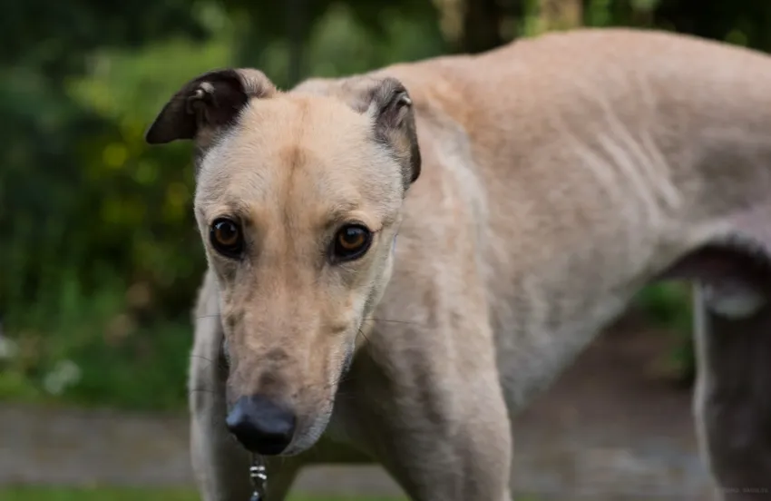 Greyhound Charlie (fawn)